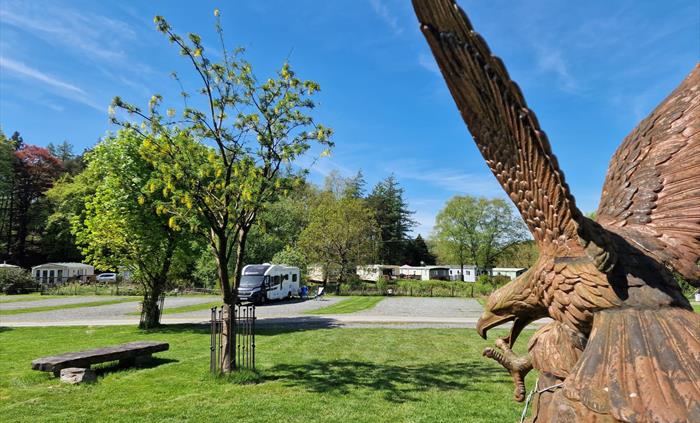 Eagle overlooking the hardstanding pitches